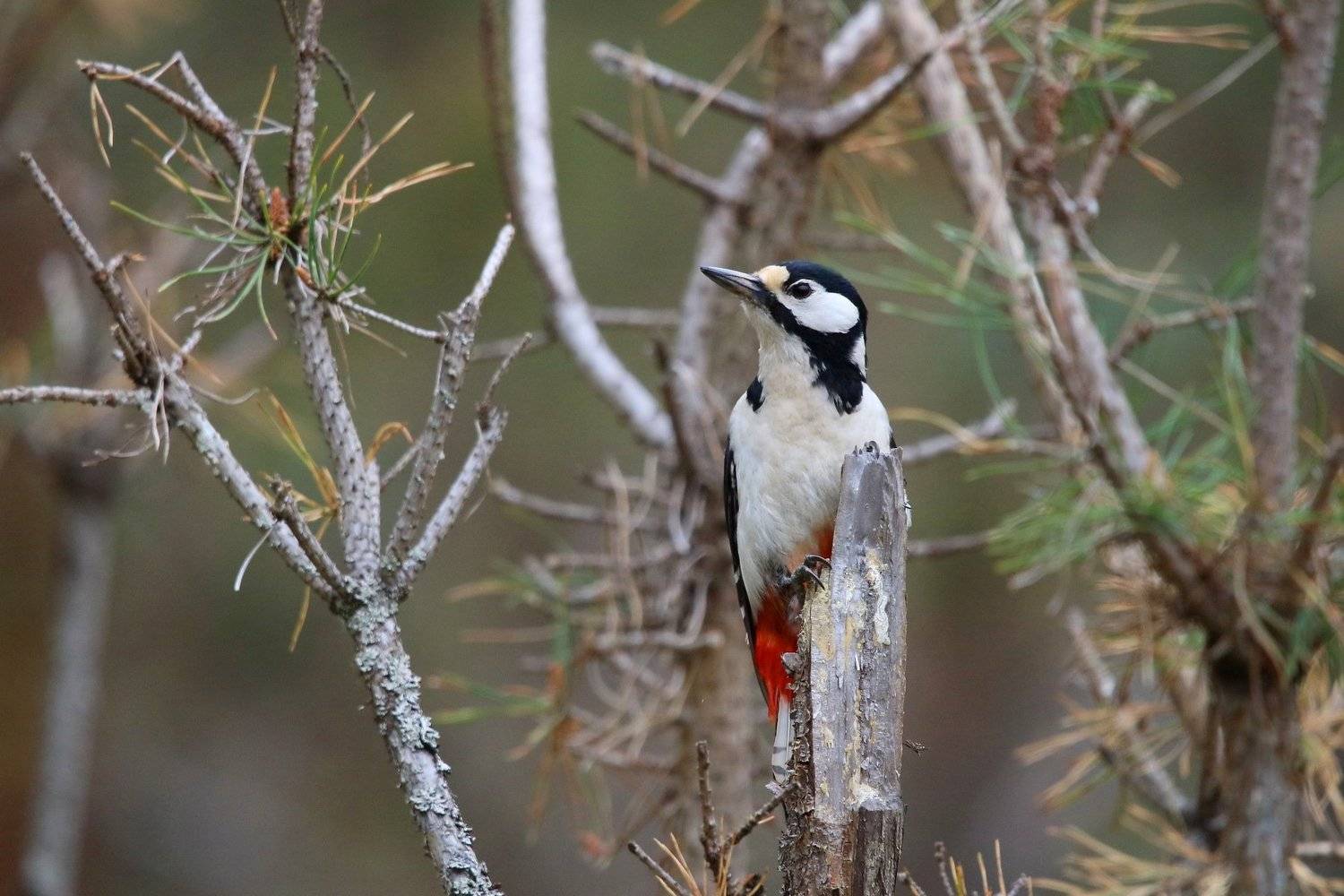 , Пашкевич Василий