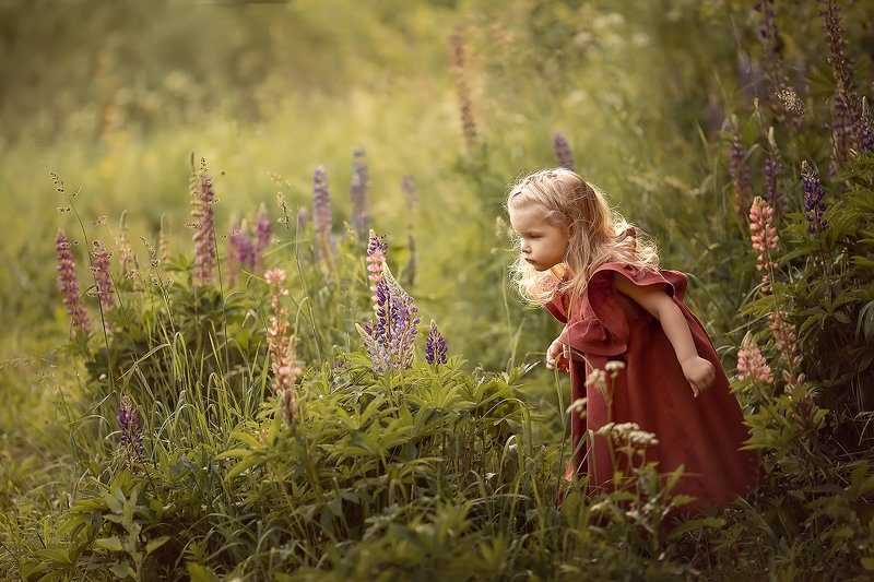 люпины девочка *** фото превью