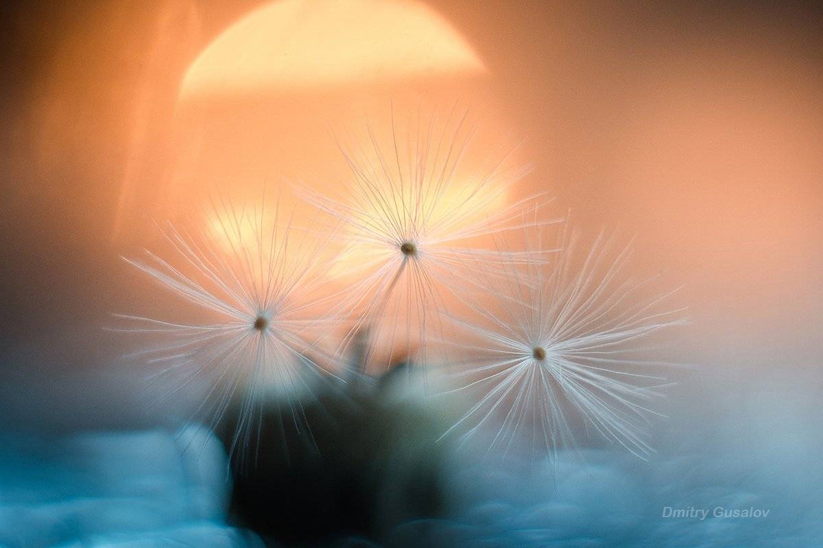 макро, природа, весна, макросъёмка, макрофотография, растение, цветы, одуванчик, Дмитрий Гусалов