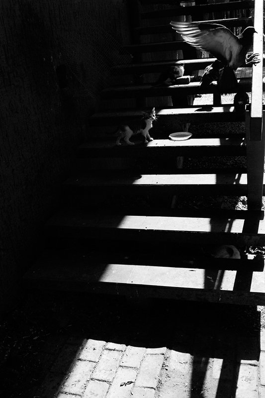 жанр, стрит, street, genre, estet mf, saratov, саратов, documentary, репортаж, тени, shadows, котёнок, голубь * фото превью