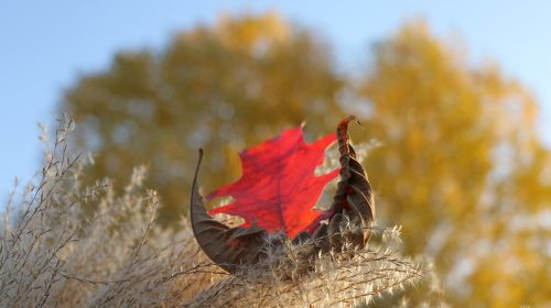 Scarlet Sails