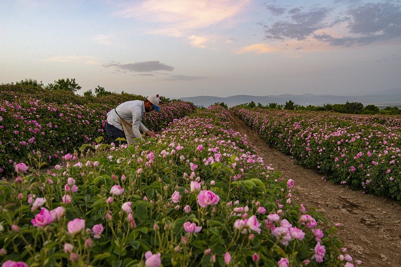 rose scented photo фото превью
