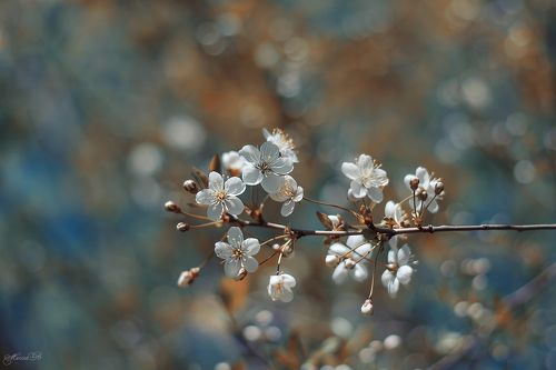 Вишнёвый май