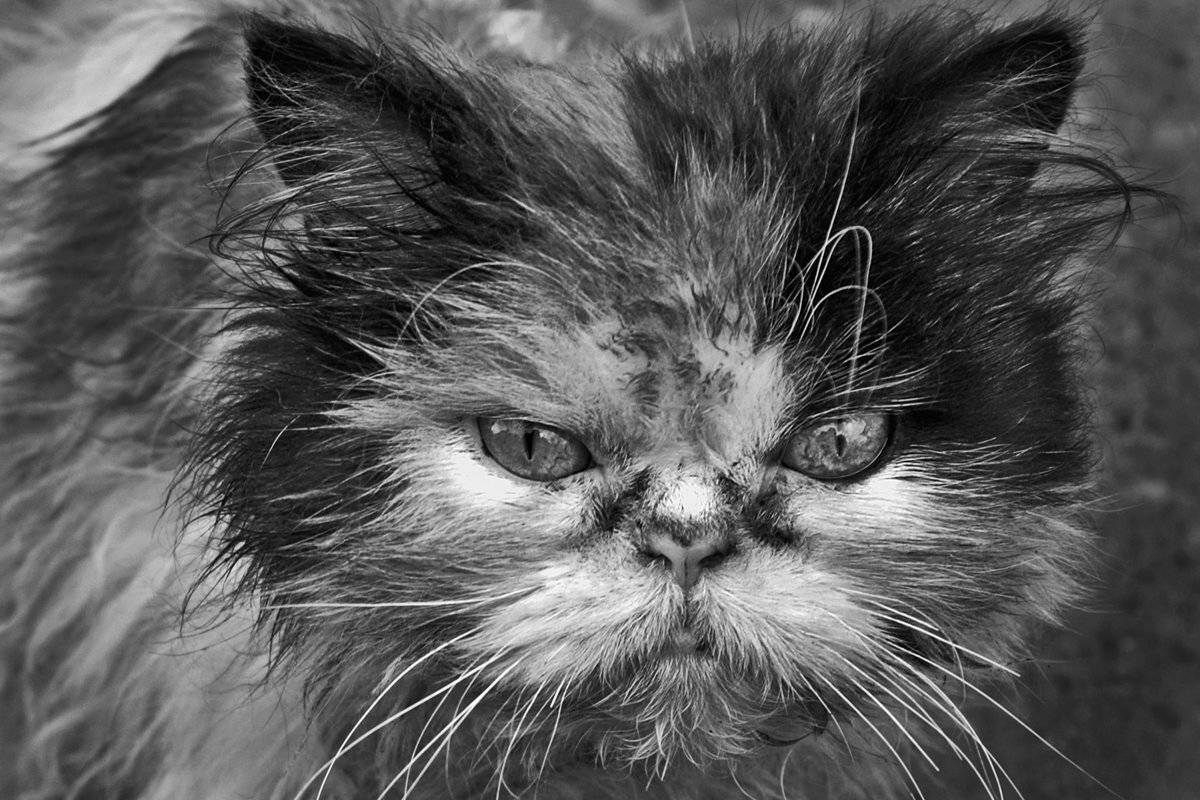 кот, глаза, взгляд, чб, двор, мончегорск, апатиты, Николай Смоляк