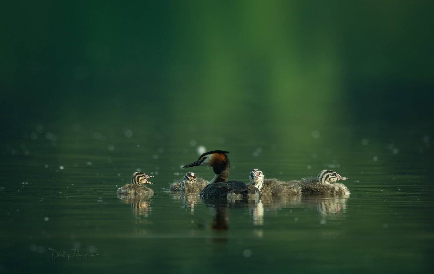 природа, лес, животные, птицы, Дмитрий Посевич