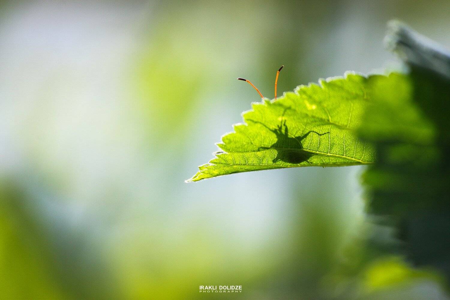 macro, nature, green, funny, close up, photography, photographer, macro world, shadow, hide, good morning, ირაკლი დოლიძე