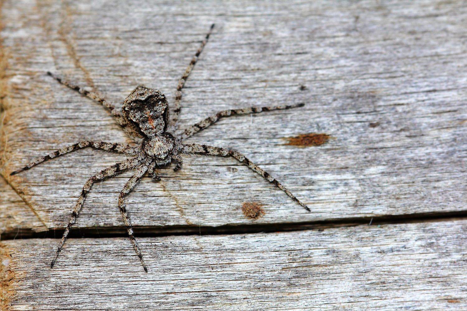 пауки, арахниды, членистоногие, паукообразные, филодромиды, spiders, arachnida, ahilodromidae, philodromidae, araneae, Дмитрий Салтыков