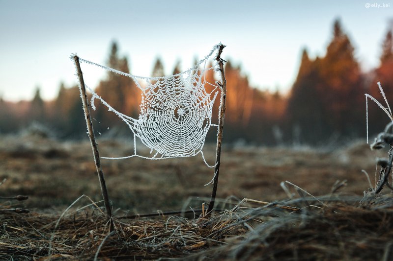 Парамоново, Дмитров Утренние заморозки фото превью