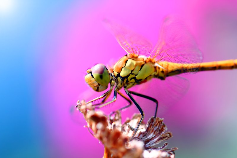 стрекозы, каменушки, букашка, насекомое, насекомые, insects, dragonfly, dragonflies, odonata, arthropoda Фэшн-гламур у девиц поменьше... фото превью