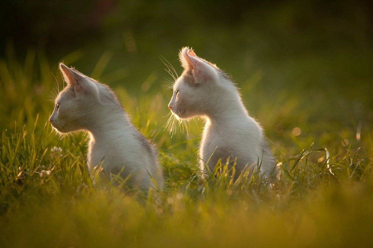 cats, nature, sunset, Gabriel Prescornita