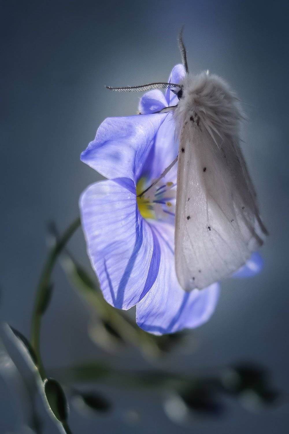 , Воинкова Ирина