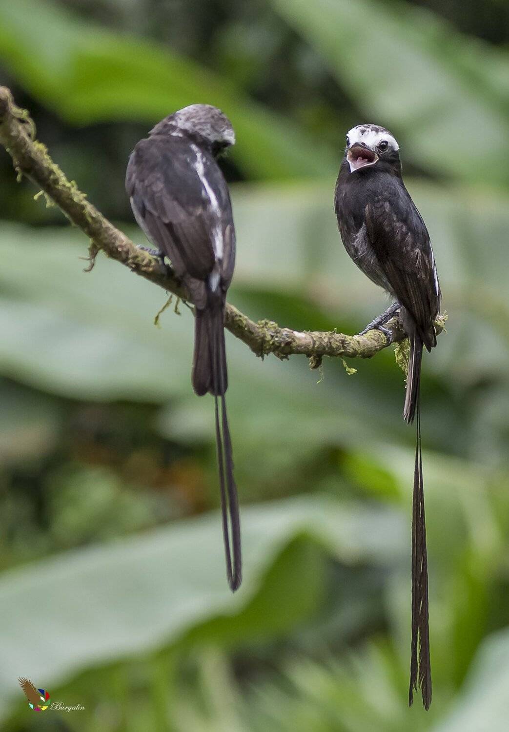 , Fernando Burgalin Sequeira