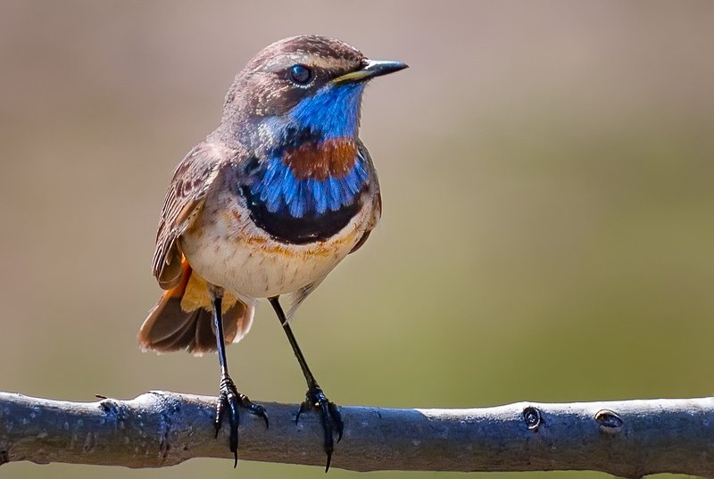 птицы,сеевер,варакушка,коми,печора,анималистика,birds,seever,turukhtan ,komi,pechora,animalism, На закате фото превью