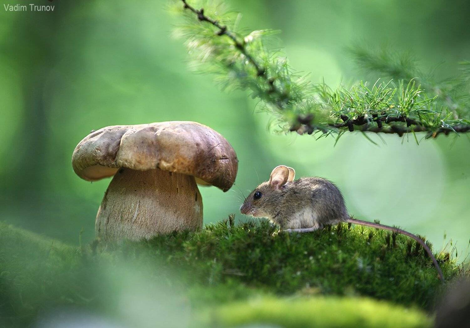 , Вадим Трунов