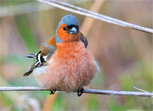 Angry Birds (продолжение)