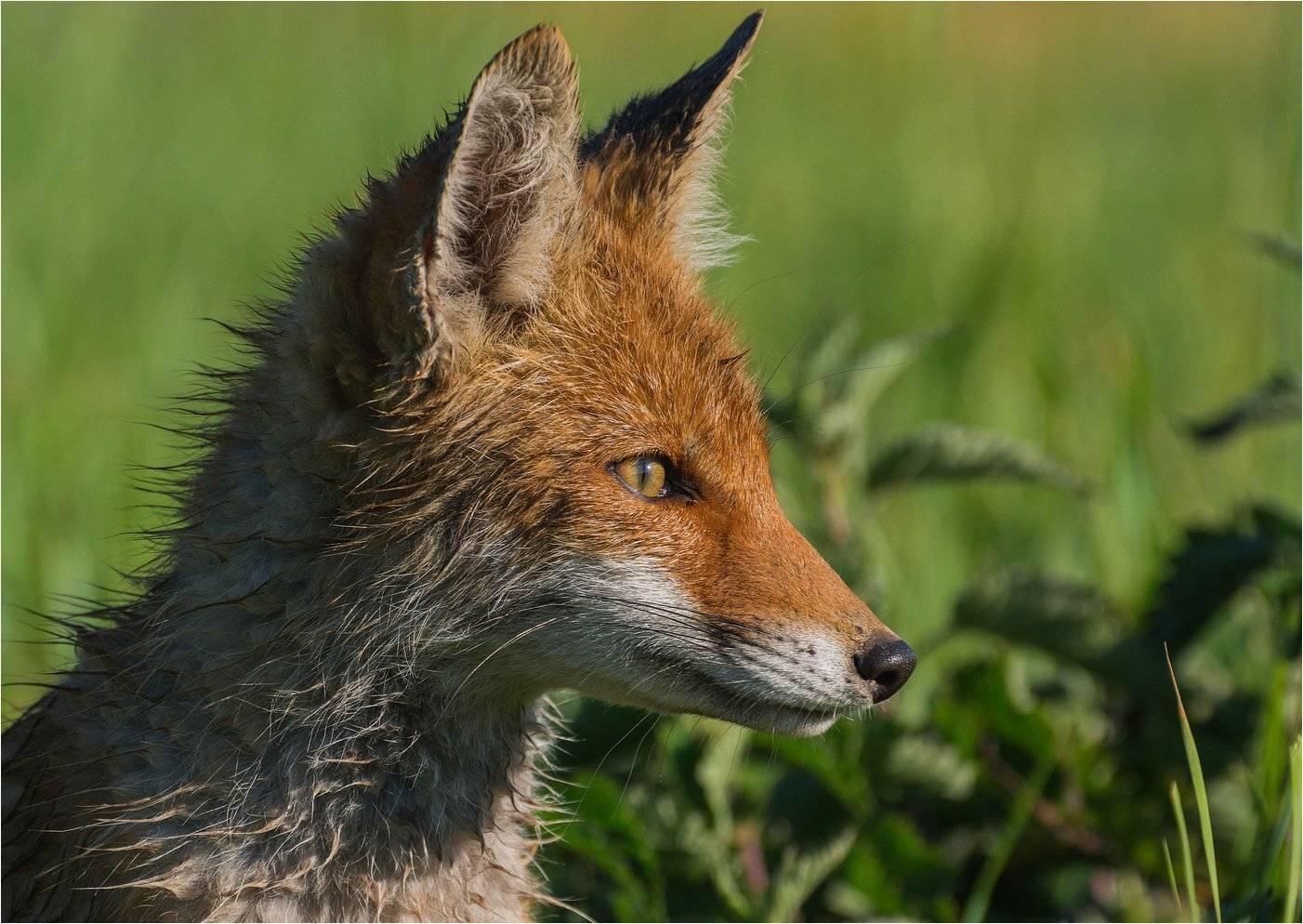 лиса утро рыжий, Руслан Сигушин