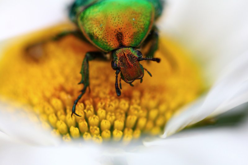 бронзовки, букашка, насекомое, насекомые, жучок, жуки, жучки, bugs, insects, cetoniinae Добро пожаловать в мой скромный бар... фото превью