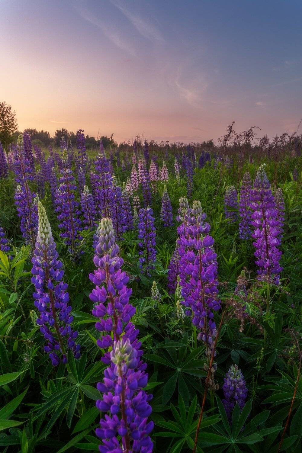 природа, пейзаж, закат, цветы, люпины, Мартыненко Дмитрий