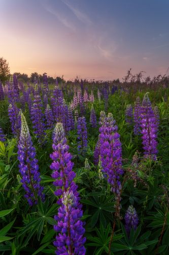 Цветение люпинов