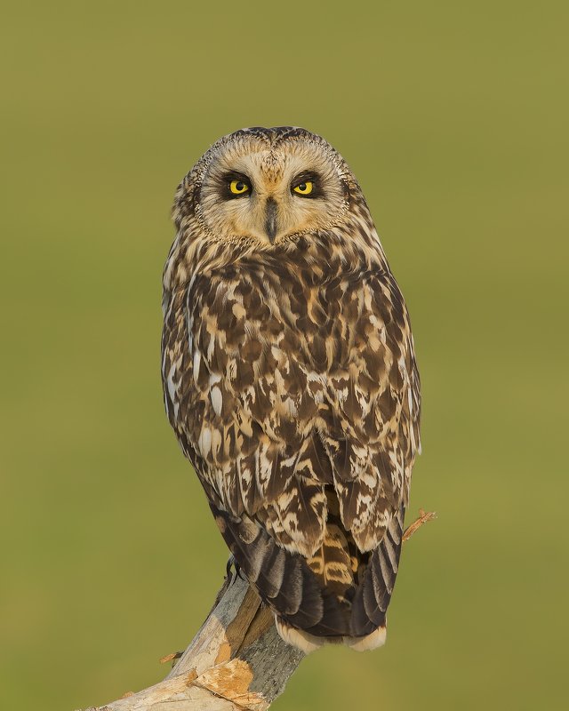 birds,nature,animals,wild,wildlife,naturephotography,birdphotography,owls The Short eared owl фото превью