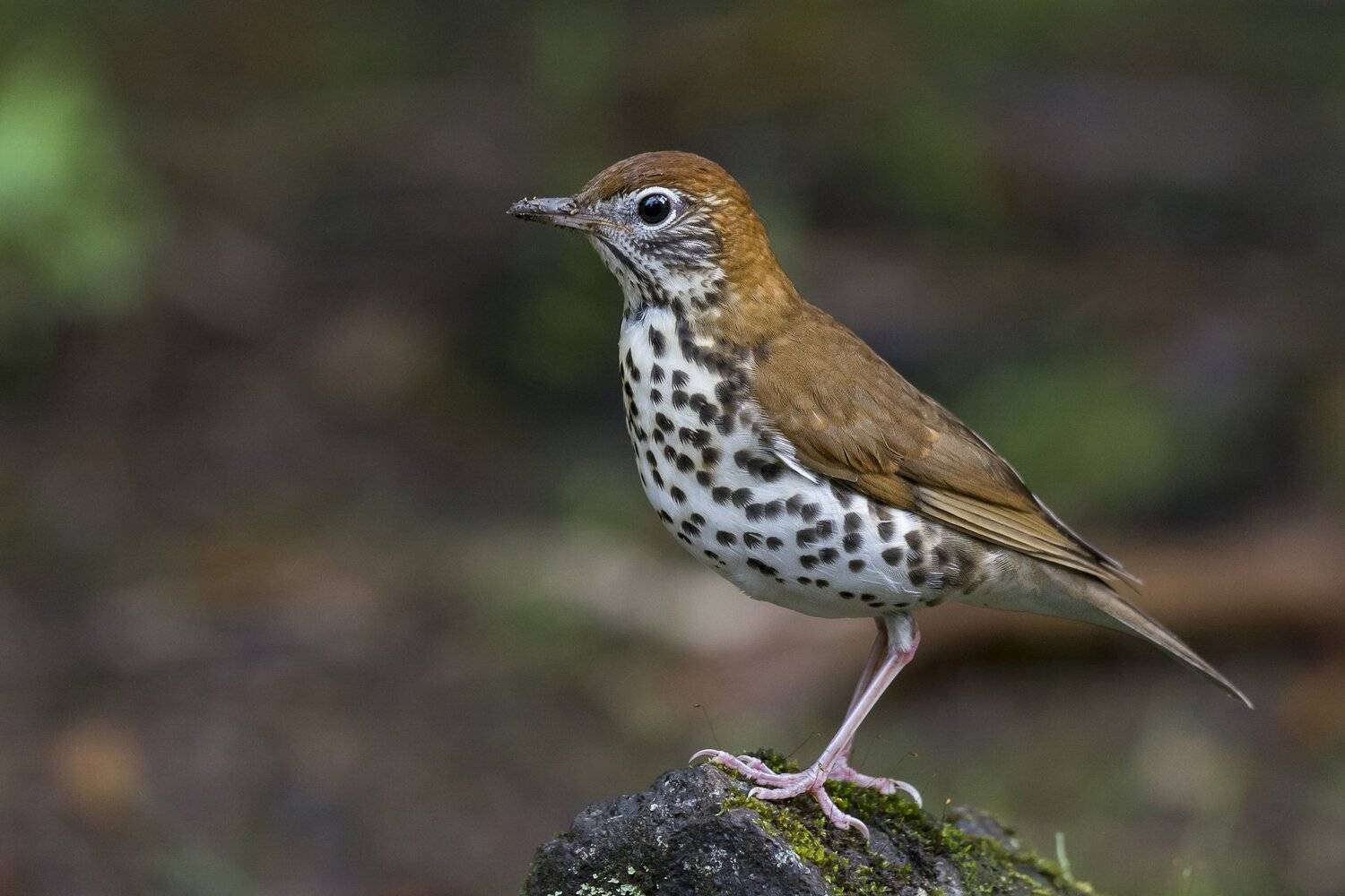 , Fernando Burgalin Sequeira