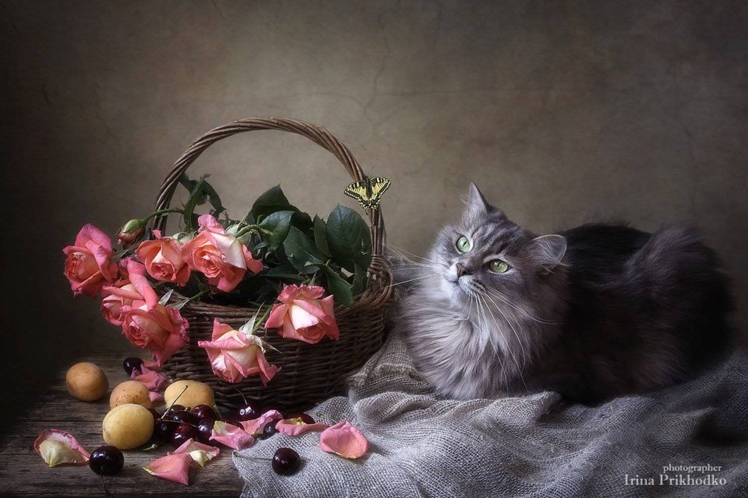 натюрморт, цветочный натюрморт, розы, кошка Масяня, домашние питомцы, бабочка махаон, фрукты, Ирина Приходько