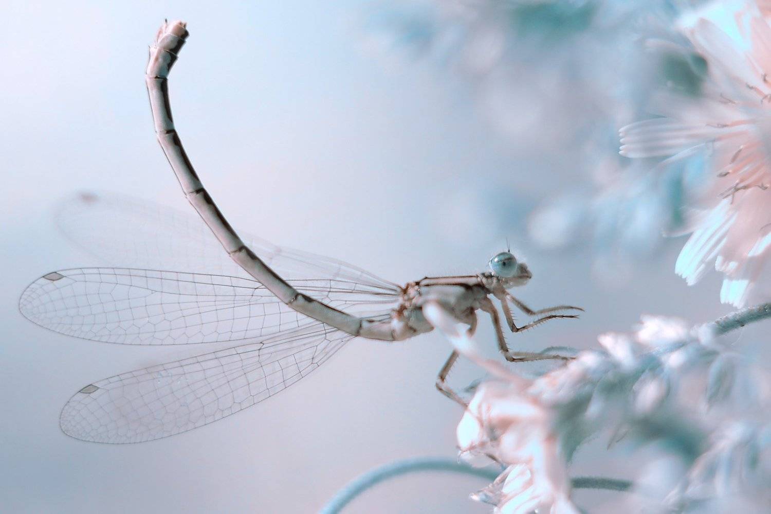 , Воинкова Ирина