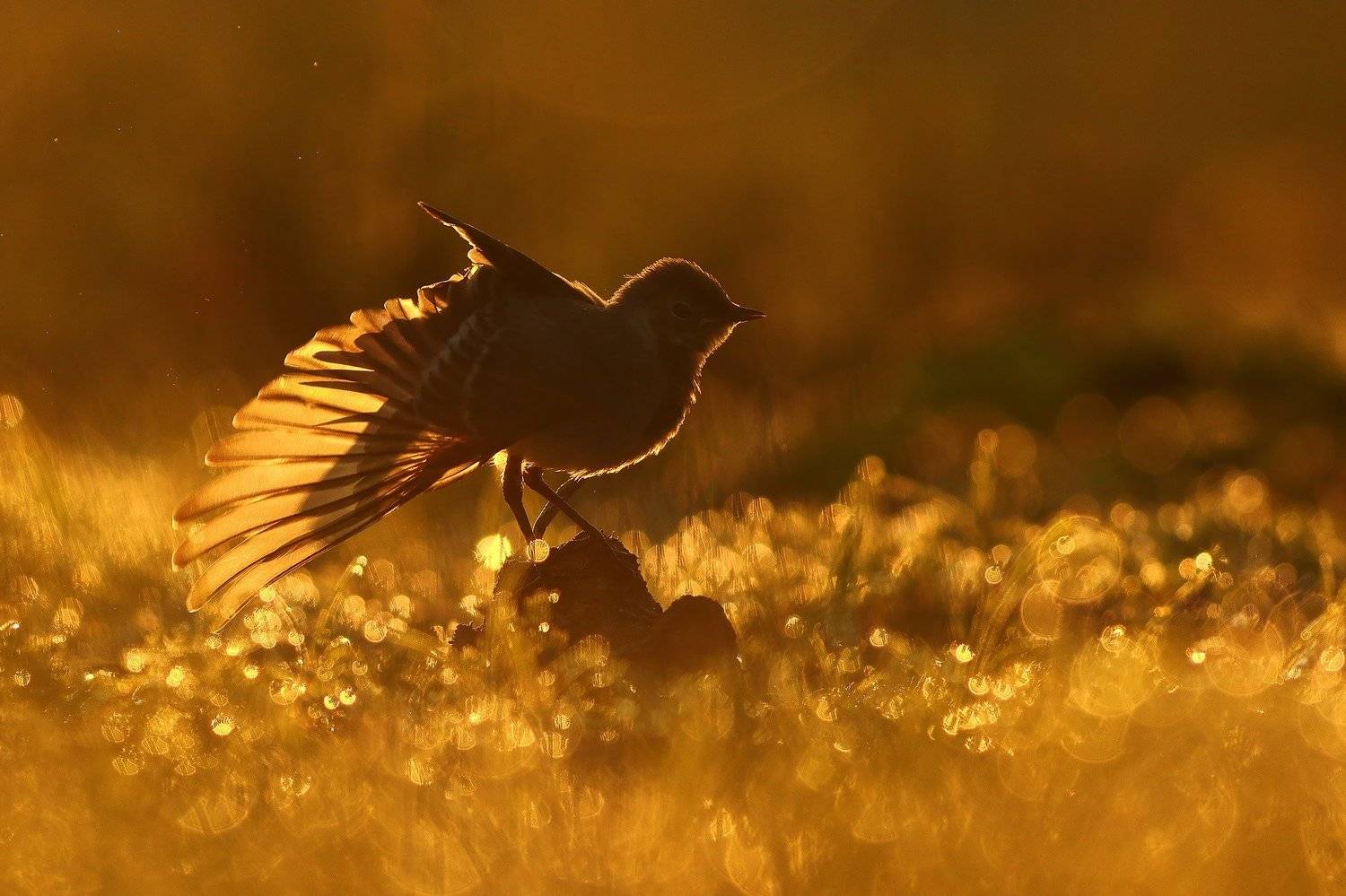 , Łukasz Sok&oacute;ł