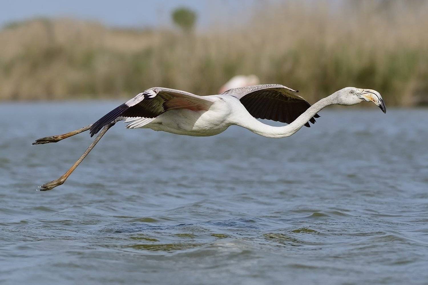 птицы birds, Jaroslav Mego