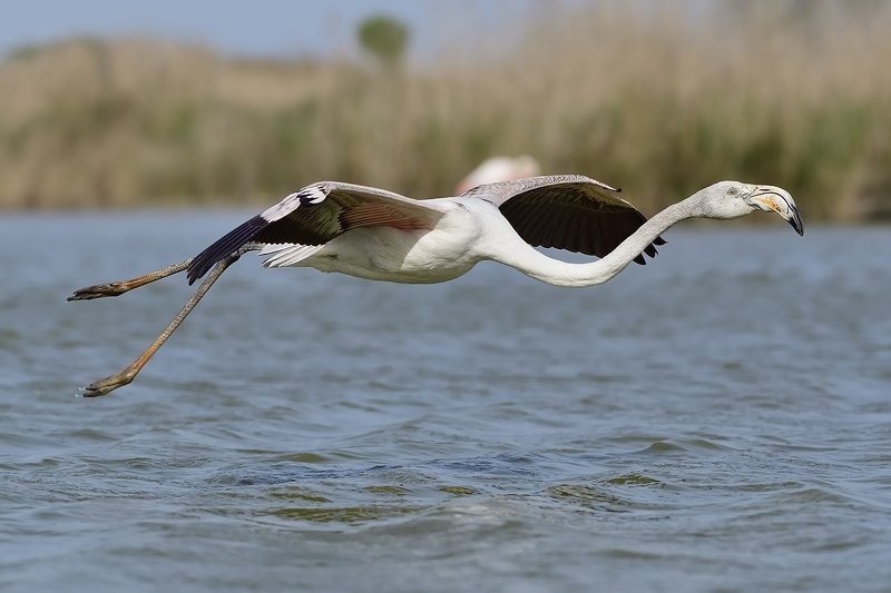 птицы birds Phoenicopterus roseus фото превью
