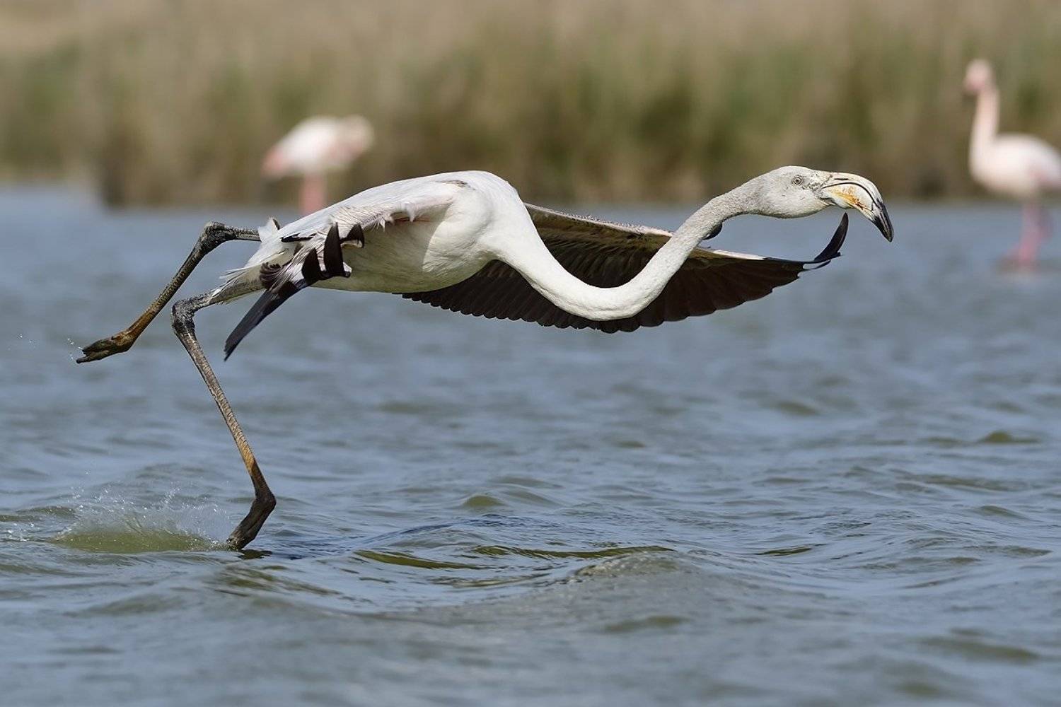 птицы birds, Jaroslav Mego