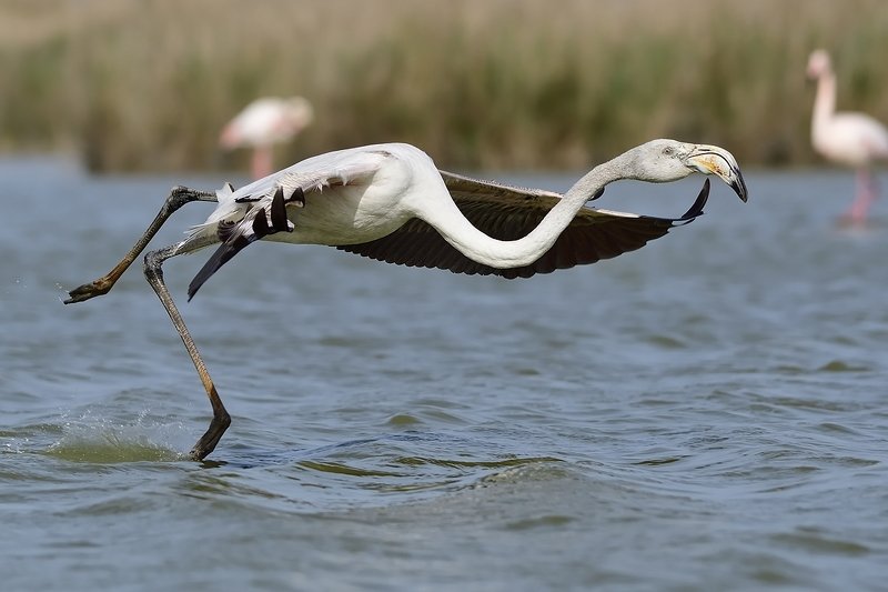 птицы birds Phoenicopterus roseus фото превью