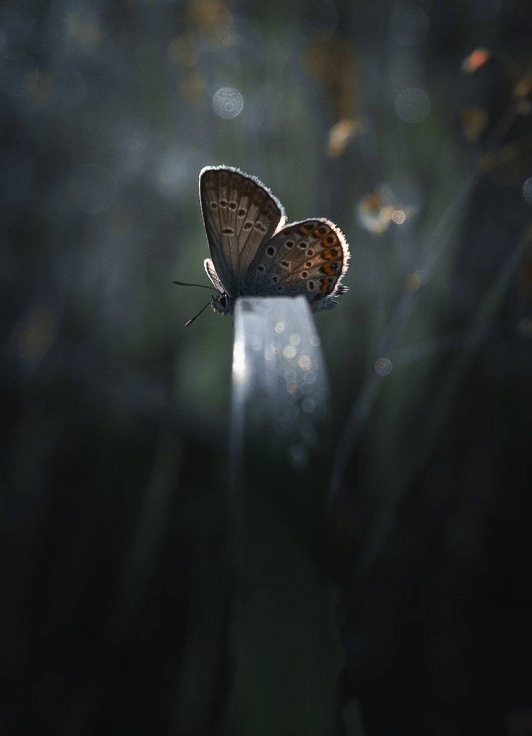 , Баранов Олег