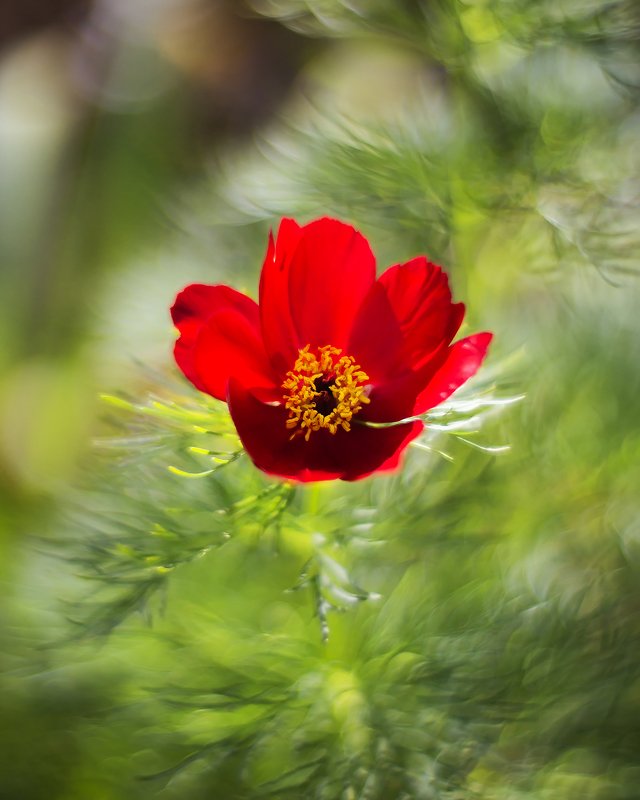 *** фото превью