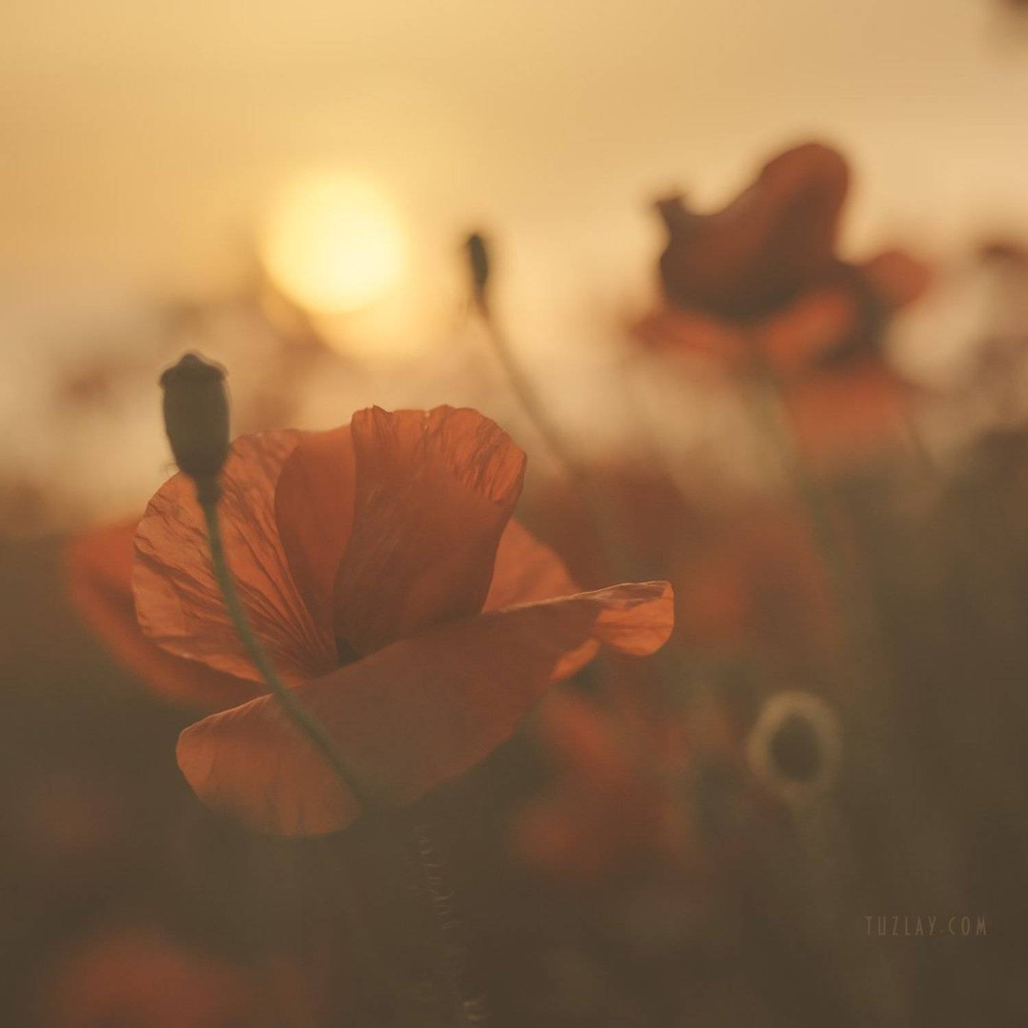 маки, закат, Владимир Тузлай