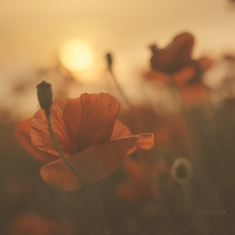 Про закат в маках фото превью