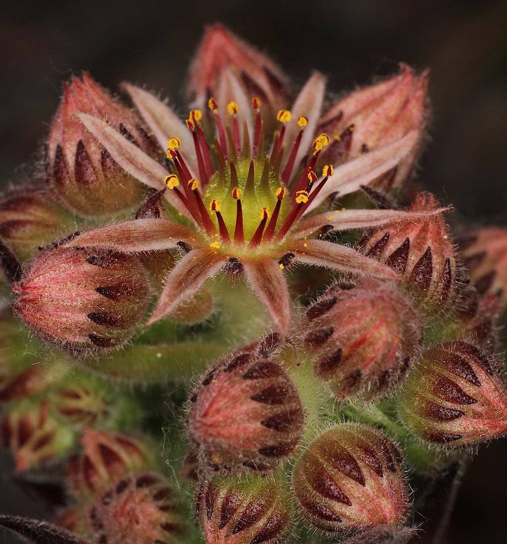 sempervivum цветок, Александр Зорин