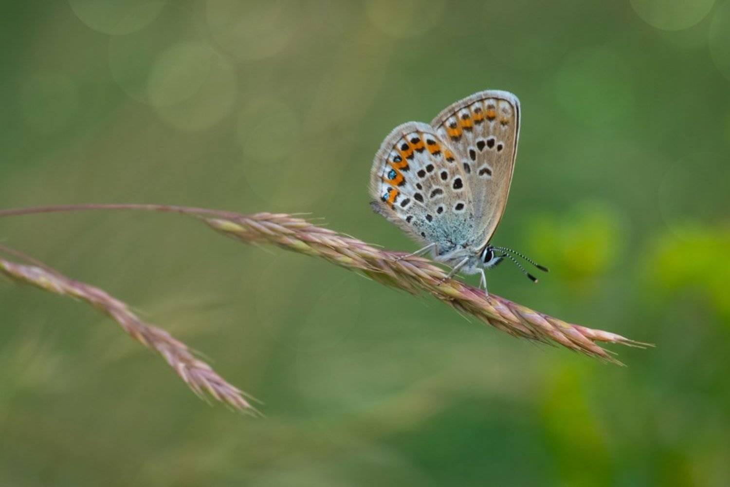 голубянка икар, бабочка, макро, боке, лето, зелень, травинка, жажда, вечер, Анна Иванова