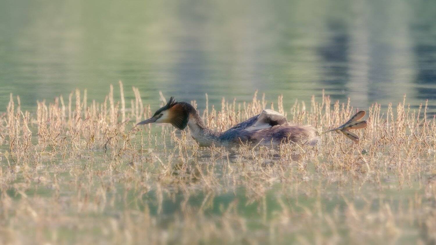 , Alexander Plekhanov