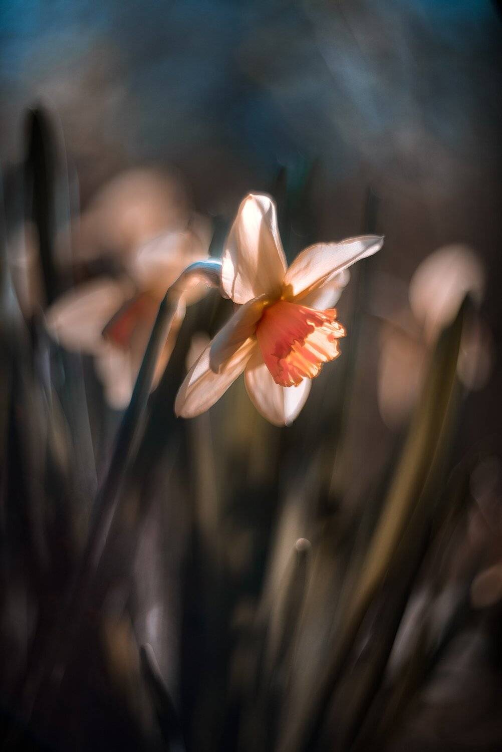 природа, макро, весна, цветы, нарцисс, Неля Рачкова