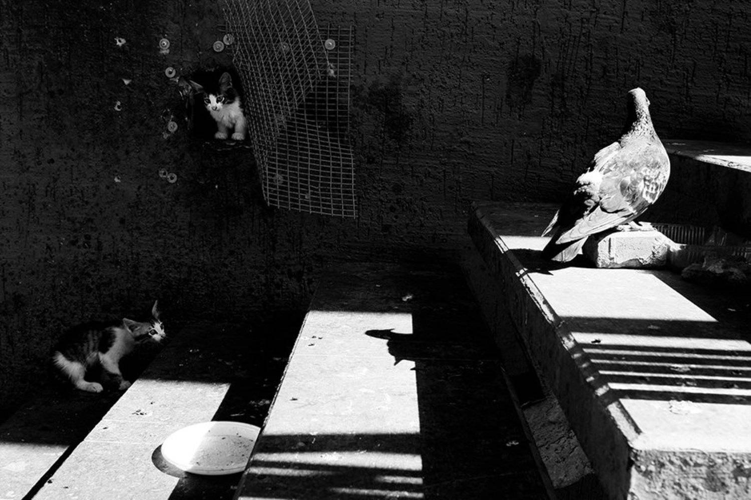 жанр, стрит, street, genre, estet mf, saratov, саратов, documentary, репортаж, тени, shadows, котёнок, голубь, Faletkin Mikhail