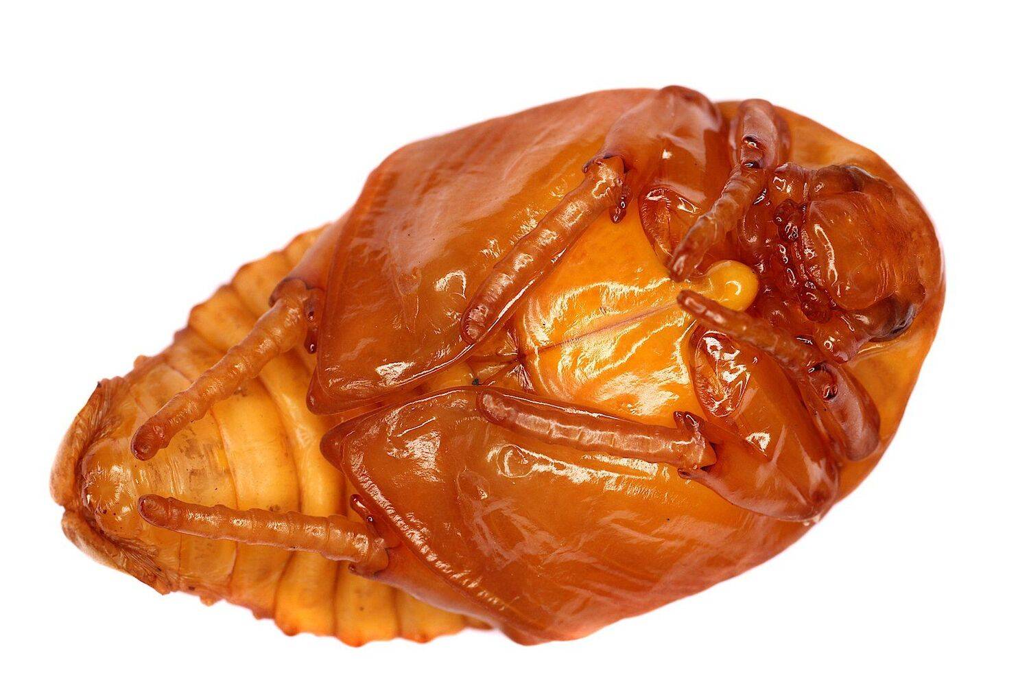 куколка жук бронзовка, Александр Зорин