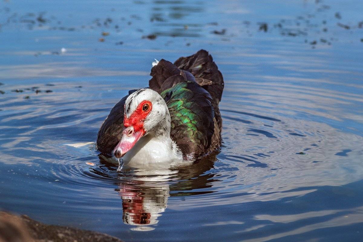 moment, момент, beautiful, красивый,  macro lens, tokina 100 macro, nature, природа, wildlife, живая,  bird, птица,  waterfowl, водоплавающая, duck, утка, river, река,, Наталья Терентьева