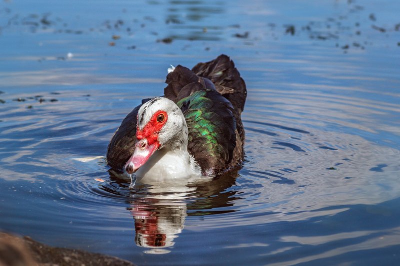 moment, момент, beautiful, красивый,  macro lens, tokina 100 macro, nature, природа, wildlife, живая,  bird, птица,  waterfowl, водоплавающая, duck, утка, river, река, Я готова – угощайте! :) фото превью