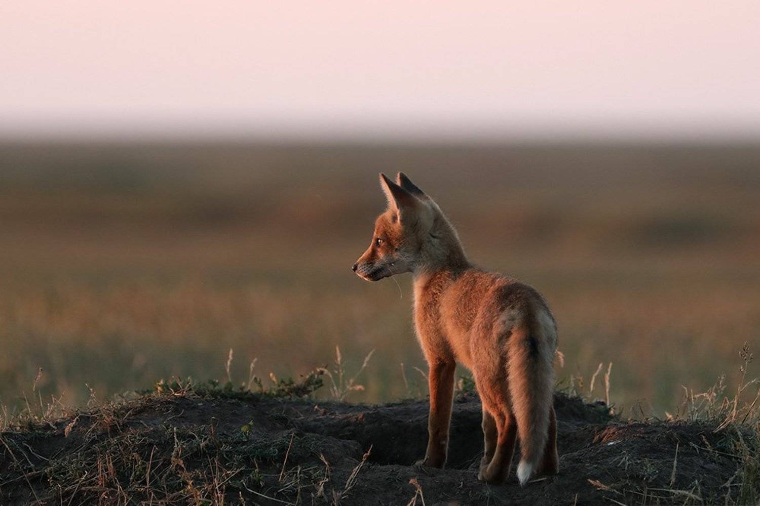 , Иваненко Светлана