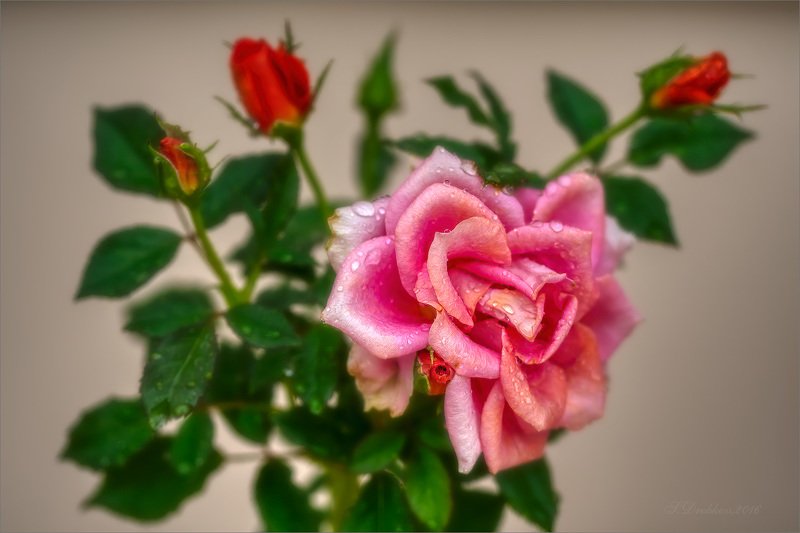 роза, дождь, капли, листья, природа Rainy morning фото превью