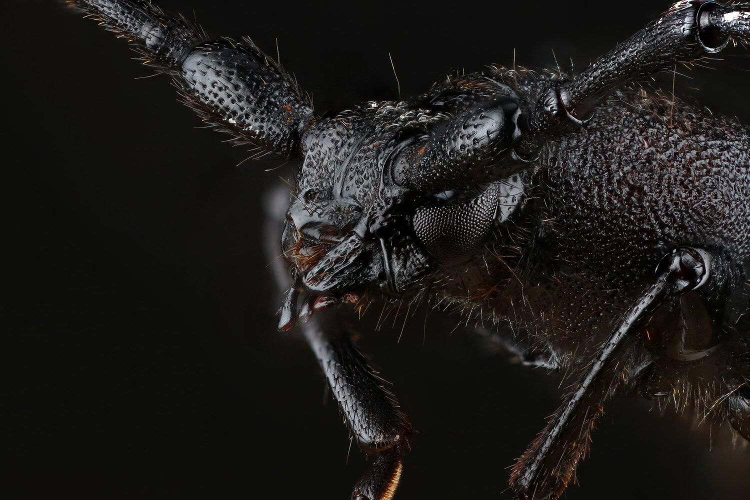 , Андрей Шаповалов