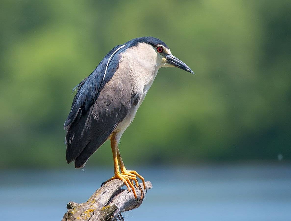 кваква, Хасан Журтов