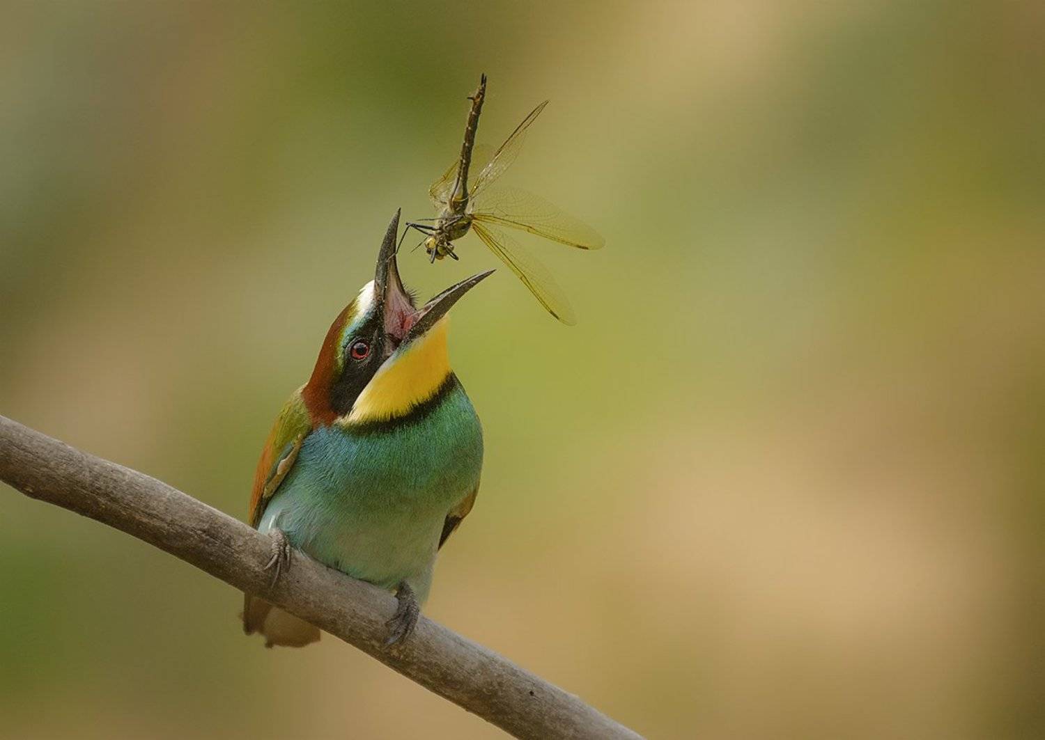 , Анатолий Зверев