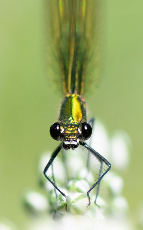 стрекоза,красотка Портрет Красотки. фото превью